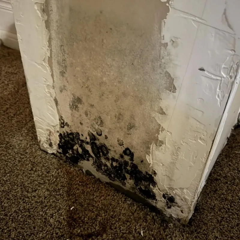 Professional Mold Removal in Westmoreland, KS